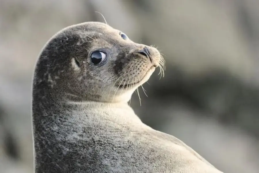 Zeehond 2